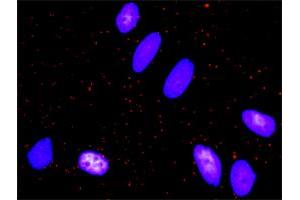 anti-c-Fos (c-Fos) (AA 1-380) antibody