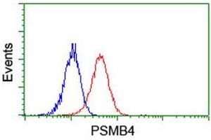 Image no. 2 for anti-Proteasome (Prosome, Macropain) Subunit, beta Type, 4 (PSMB4) antibody (ABIN1500474) (PSMB4 anticorps)