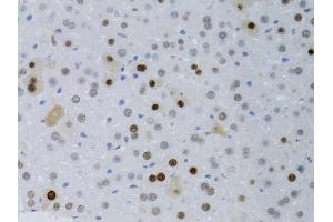 Immunohistochemistry of paraffin-embedded mouse liver using PCNA antibody (ABIN5970094) at dilution of 1/100 (40x lens). (PCNA anticorps)