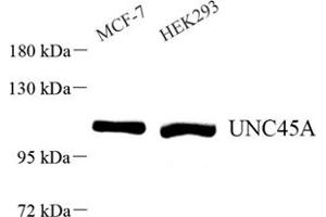 Western blot analysis of UNC45A (ABIN7076147) at dilution of 1: 500 (UNC45A anticorps)