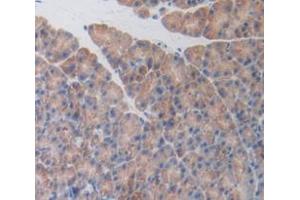 IHC-P analysis of Mouse Tissue, with DAB staining. (Activin A Receptor Type IB/ALK-4 anticorps  (AA 207-385))