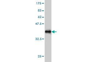 Western Blot detection against Immunogen (37.