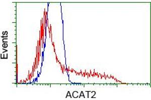 Image no. 5 for anti-Acetyl-CoA Acetyltransferase 2 (ACAT2) antibody (ABIN1496402) (ACAT2 anticorps)