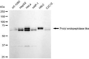 Western blotting analysis using Prolyl endopeptidase like antibody (ABIN7799922). (Recombinant PREPL anticorps)