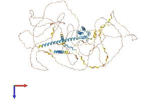 AlphaFold protein structure predicition of Mouse Recombinant Srrm1 Protein, UniprotID Q52KI8