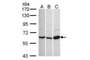 Image no. 1 for anti-Calcium Channel, Voltage-Dependent, beta 1 Subunit (CACNB1) (AA 360-523) antibody (ABIN467509) (CACNB1 anticorps  (AA 360-523))