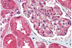 Human Kidney (formalin-fixed, paraffin-embedded) stained with ATF2 antibody ABIN213743 at 10 ug/ml followed by biotinylated goat anti-rabbit IgG secondary antibody ABIN481713, alkaline phosphatase-streptavidin and chromogen.