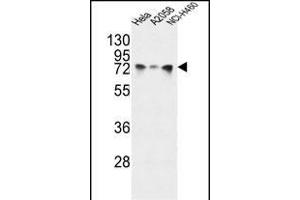 HS Antibody (Center) (ABIN651232 and ABIN2840144) western blot analysis in Hela,,NCI- cell line lysates (35 μg/lane). (GRP78 anticorps  (AA 261-289))