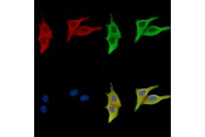 ABIN7096713 and ABIN7100778 staining HepG2 cells by IF/ICC.