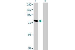 Western Blot analysis of ABCF3 expression in transfected 293T cell line by ABCF3 MaxPab polyclonal antibody. (ABCF3 anticorps  (AA 1-709))