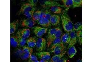 Immunofluorescence analysis of methanol-fixed HeLa cells using Phospho-NFkB p100(S866) Polyclonal Antibody