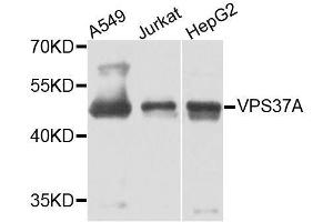 Western blot analysis of extracts of various cell lines, using VPS37A antibody. (VPS37A anticorps  (AA 224-397))