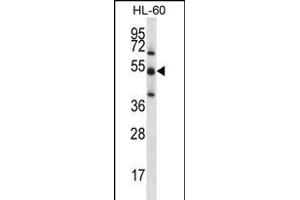 TOE1 Antibody (N-term) (ABIN656201 and ABIN2845522) western blot analysis in HL-60 cell line lysates (35 μg/lane). (TOE1 anticorps  (N-Term))