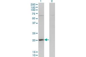 Western Blot analysis of GPSM3 expression in transfected 293T cell line by GPSM3 monoclonal antibody (M01), clone 1F11.