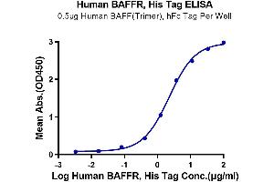 Immobilized Human BAFF (Trimer) , hFc Tag at 5 μg/mL (100 μL/Well) on the plate.