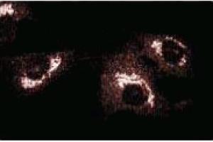 Immunofluorescence staining of BC3H1 cells (Mouse brain smooth muscle-like cells, ATCC CRL-1443).