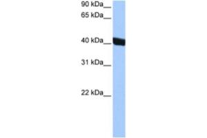 Western Blotting (WB) image for anti-Chitinase 3-Like 1 (Cartilage Glycoprotein-39) (CHI3L1) antibody (ABIN2463483) (CHI3L1 anticorps)