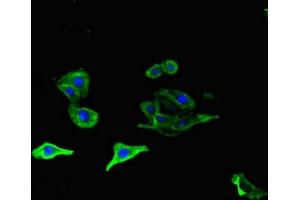Immunofluorescent analysis of HepG2 cells using ABIN7162143 at dilution of 1:100 and Alexa Fluor 488-congugated AffiniPure Goat Anti-Rabbit IgG(H+L) (OLFML1 anticorps  (AA 201-402))