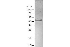 Western Blotting (WB) image for Eukaryotic Translation Initiation Factor 4A3 (EIF4A3) (AA 1-411) protein (His-IF2DI Tag) (ABIN7122849)