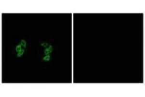 Immunofluorescence analysis of A549 cells, using CKI-α1/L antibody. (CSNK1A1L anticorps)