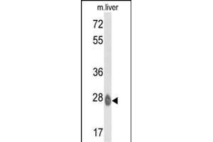 Western blot analysis of ETHE1 Antibody (C-term) (ABIN390580 and ABIN2840903) in mouse liver tissue lysates (35 μg/lane).