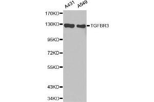 Western Blotting (WB) image for anti-Transforming Growth Factor, beta Receptor III (TGFBR3) (AA 140-340) antibody (ABIN1683014) (TGFBR3 anticorps  (AA 140-340))