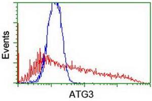 HEK293T cells transfected with either RC203453 overexpress plasmid (Red) or empty vector control plasmid (Blue) were immunostained by anti-ATG3 antibody (ABIN2454863), and then analyzed by flow cytometry. (ATG3 anticorps)