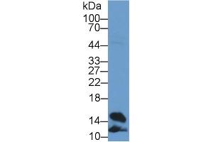 Western Blot; Sample: Rat Heart lysate; Primary Ab: 2µg/ml Rabbit Anti-Rat FABP4 Antibody Second Ab: 0.