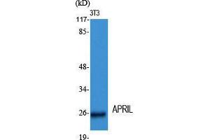 Western Blot (WB) analysis of specific cells using APRIL Polyclonal Antibody.
