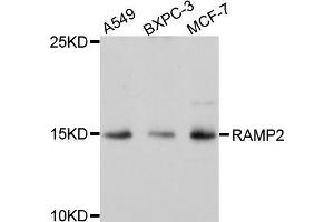 Western blot analysis of extracts of various cell lines, using RAMP2 antibody (ABIN5971573) at 1/1000 dilution. (RAMP2 anticorps)