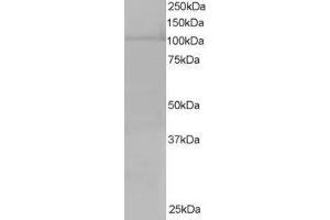 Western Blotting (WB) image for anti-Exportin 7 (XPO7) (C-Term) antibody (ABIN2465669)