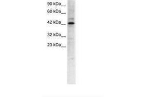 Image no. 1 for anti-Transcription Factor-Like 5 (Basic Helix-Loop-Helix) (TCFL5) (AA 219-268) antibody (ABIN6735773) (TCFL5 anticorps  (AA 219-268))