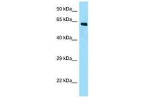 Image no. 1 for anti-APC Membrane Recruitment Protein 2 (AMER2) (N-Term) antibody (ABIN6748285) (AMER2 anticorps  (N-Term))