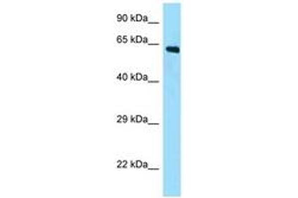 AMER2 antibody  (N-Term)