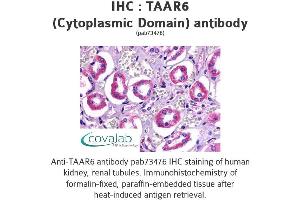 Image no. 1 for anti-Trace Amine Associated Receptor 6 (TAAR6) (3rd Cytoplasmic Domain) antibody (ABIN1739863)