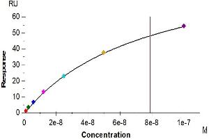 Anti-CD161 Antibody, hFc tag captured on CM5 Chip via Anti-hFc IgG can bind Human CD161, His Tag with an affinity constant of 78.