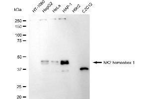 Western blotting analysis using NK2 homeobox 1 antibody (ABIN7799606).