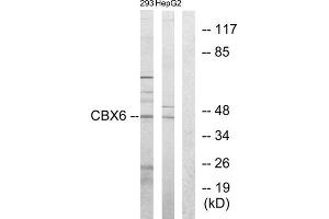 Western blot analysis of extracts from 293 cells and HepG2 cells, using CBX6 antibody. (CBX6 anticorps  (N-Term))