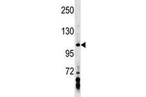 AXIN1 antibody western blot analysis in MDA-MB453 lysate. (Axin anticorps  (AA 330-359))