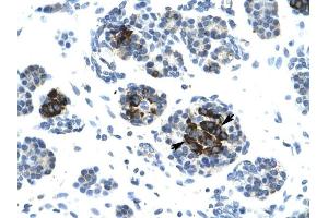 LIG4 antibody was used for immunohistochemistry at a concentration of 4-8 ug/ml to stain Epithelial cells of pancreatic acinus (lndicated with Arrows) in Human Pancreas. (LIG4 anticorps  (N-Term))