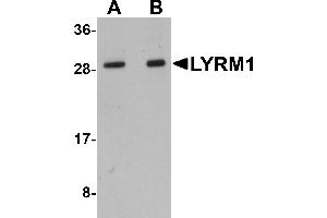 Western Blotting (WB) image for anti-LYR Motif Containing 1 (LYRM1) (Middle Region) antibody (ABIN1030991) (LYRM1 anticorps  (Middle Region))