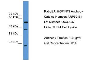 WB Suggested Anti-SPINT2  Antibody Titration: 0. (SPINT2 anticorps  (Middle Region))