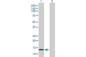 Western Blot analysis of SNCG expression in transfected 293T cell line by SNCG MaxPab polyclonal antibody. (SNCG anticorps  (AA 1-127))