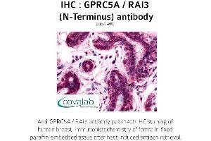 Image no. 1 for anti-G Protein-Coupled Receptor, Family C, Group 5, Member A (GPRC5A) (Extracellular Domain), (N-Term) antibody (ABIN1735210) (GPRC5A anticorps  (Extracellular Domain, N-Term))