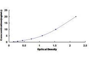 ELISA image for Transient Receptor Potential Cation Channel, Subfamily C, Member 6 (TRPC6) ELISA Kit (ABIN421454)