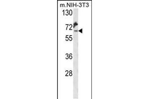 Western blot analysis of KLC2 Antibody in mouse NIH-3T3 cell line lysates (35ug/lane) (KLC2 anticorps  (C-Term))