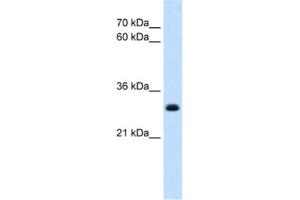 Western Blotting (WB) image for anti-T-Cell Acute Lymphocytic Leukemia 1 (TAL1) antibody (ABIN2463873) (TAL1 anticorps)