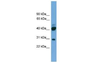 WB Suggested Anti-PRR5  Antibody Titration: 0.