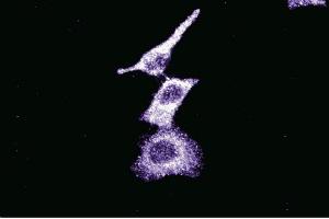 Immunofluorescence staining of HeLa cells (Human cervical epitheloid carcinoma, ATCC CCL-2. (BIRC6 anticorps  (AA 372-571))