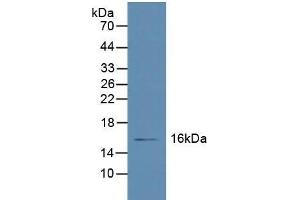 Figure. (Retinol Binding Protein 5 anticorps  (AA 2-135))